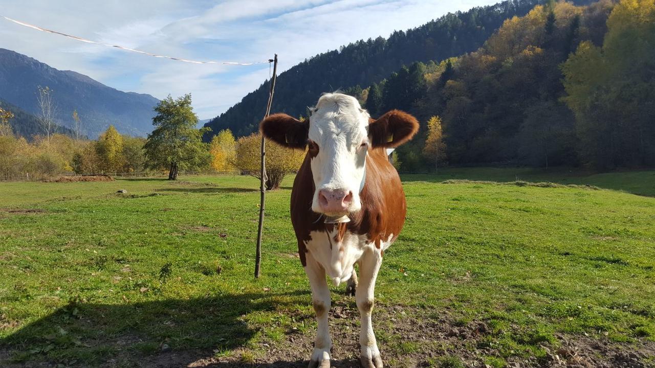 Agriturismo Fattoria Dalcastagne Villa Torcegno Kültér fotó